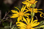 Lynn Haven goldenaster